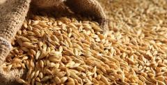 BAŞHAN ARPA KOLİ 1000 GR