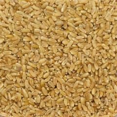 BAŞHAN HEDİKLİK BUĞDAY 1000 GR