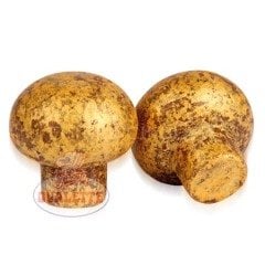 SCHÖNE SCHOKOLADE ALTIN RENKLİ MANTAR ÇİKOLATA 2,4 KG