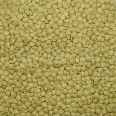 BAŞHAN YEŞİL MERCİMEK 6 MM 20 KG ÇUVAL