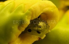FO KİVİLİ PASTA DOLGUSU (%35 KİVİ) 1 KG